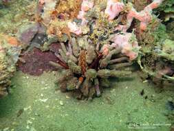 Image of slate pencil urchin