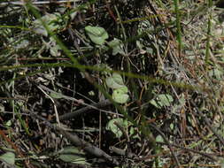 Image of Centella villosa L.