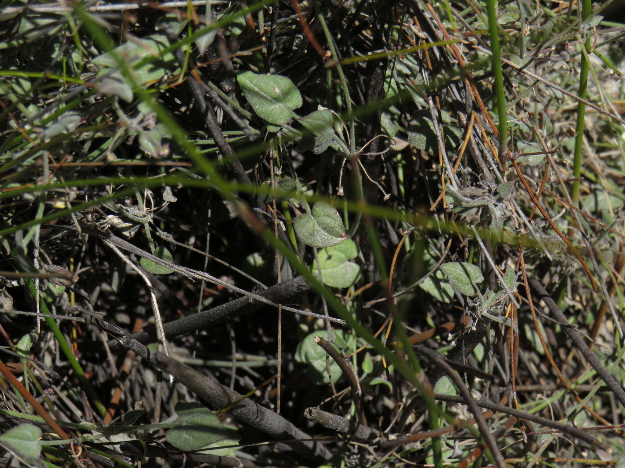 Image of Centella villosa L.