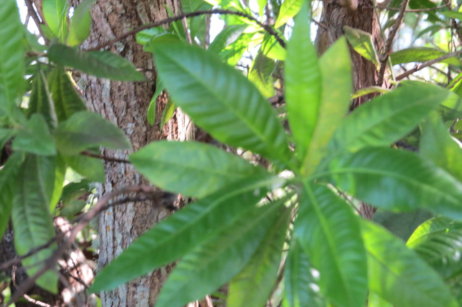 Image of Dodonaea viscosa subsp. viscosa