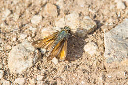 Image of Green Skipper