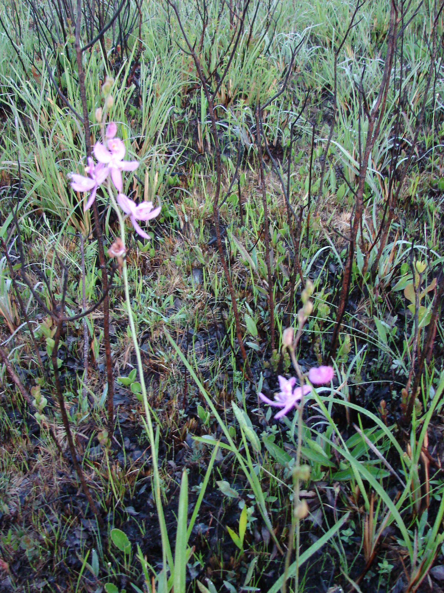 Calopogon pallidus Chapm.的圖片