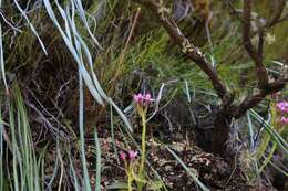 Disa glandulosa Burch. ex Lindl. resmi