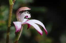 Caladenia clarkiae D. L. Jones resmi