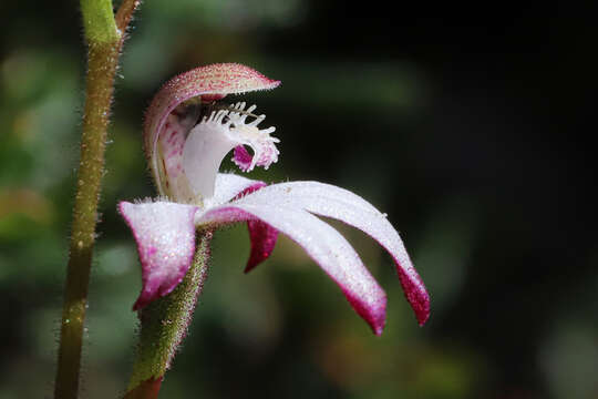 Image of Pink caps