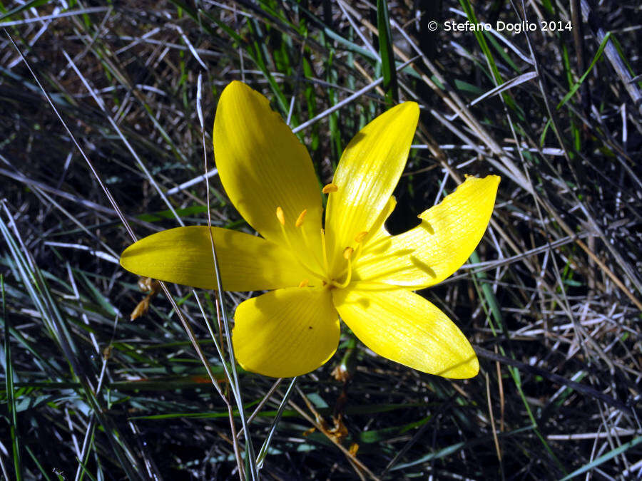 Image de Sternbergia lutea subsp. sicula (Tineo ex Guss.) K. Richt.