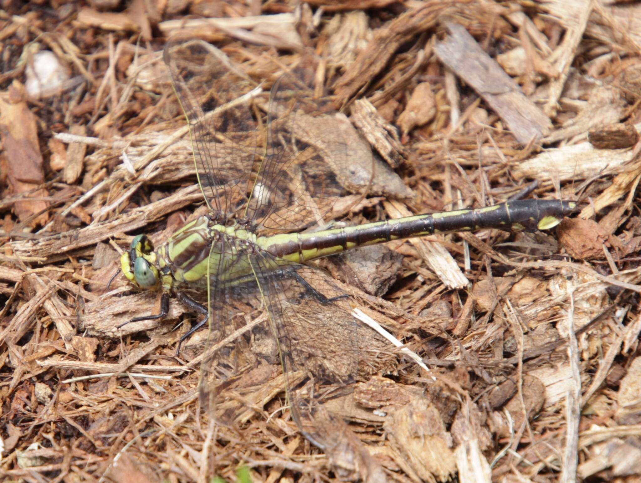 Image of Gomphurus septima (Westfall 1956)