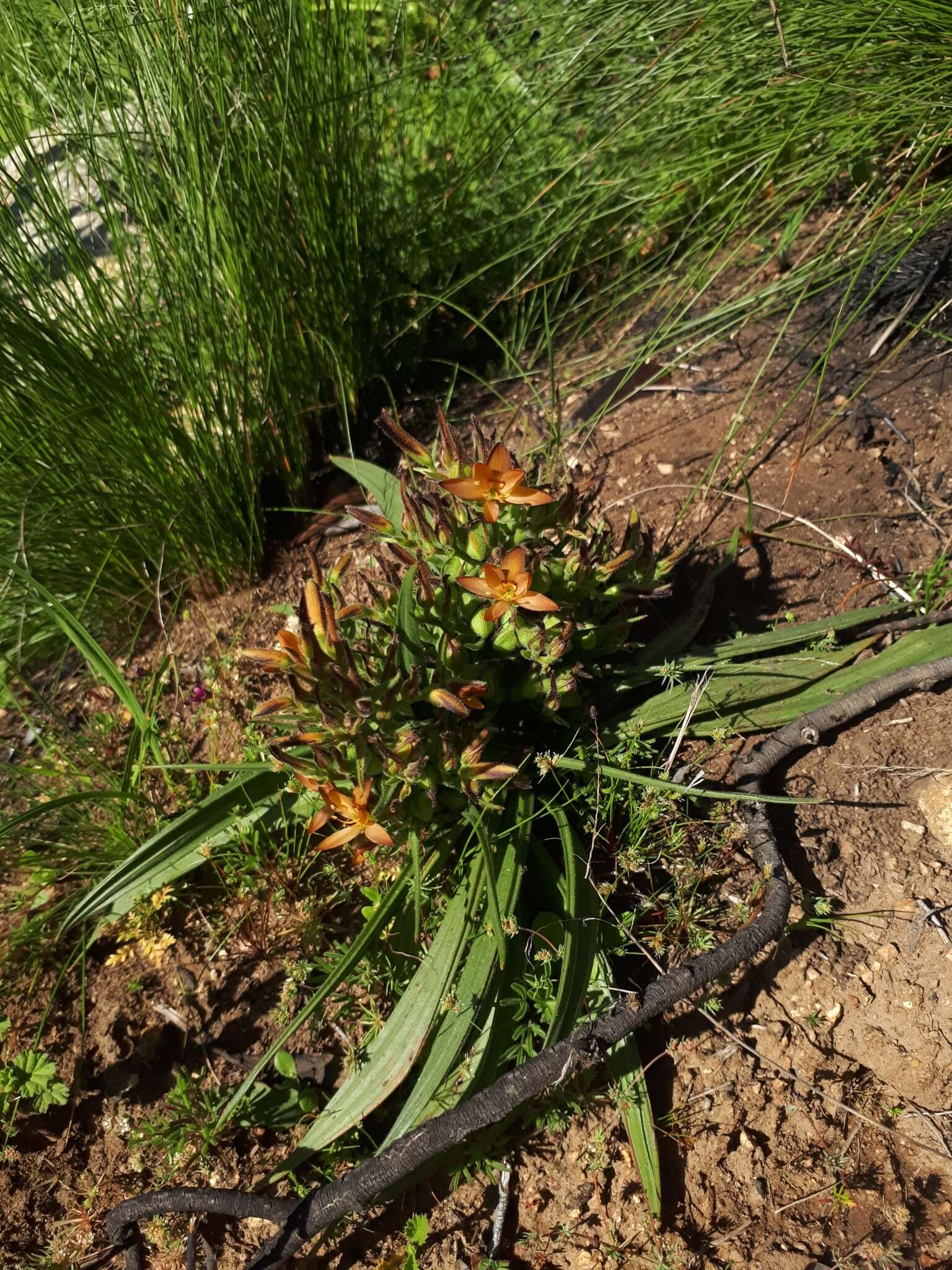 Image of Wachendorfia multiflora (Klatt) J. C. Manning & Goldblatt