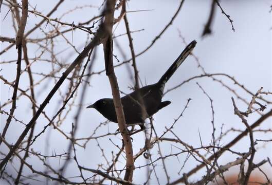 Image of Black Bush Robin