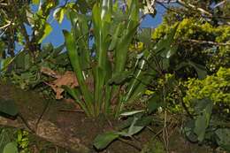 Image de Catopsis nitida (Hook.) Griseb.