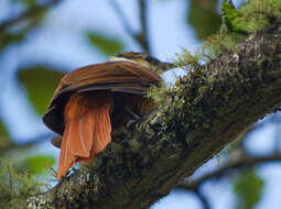 Image of Streaked Tuftedcheek