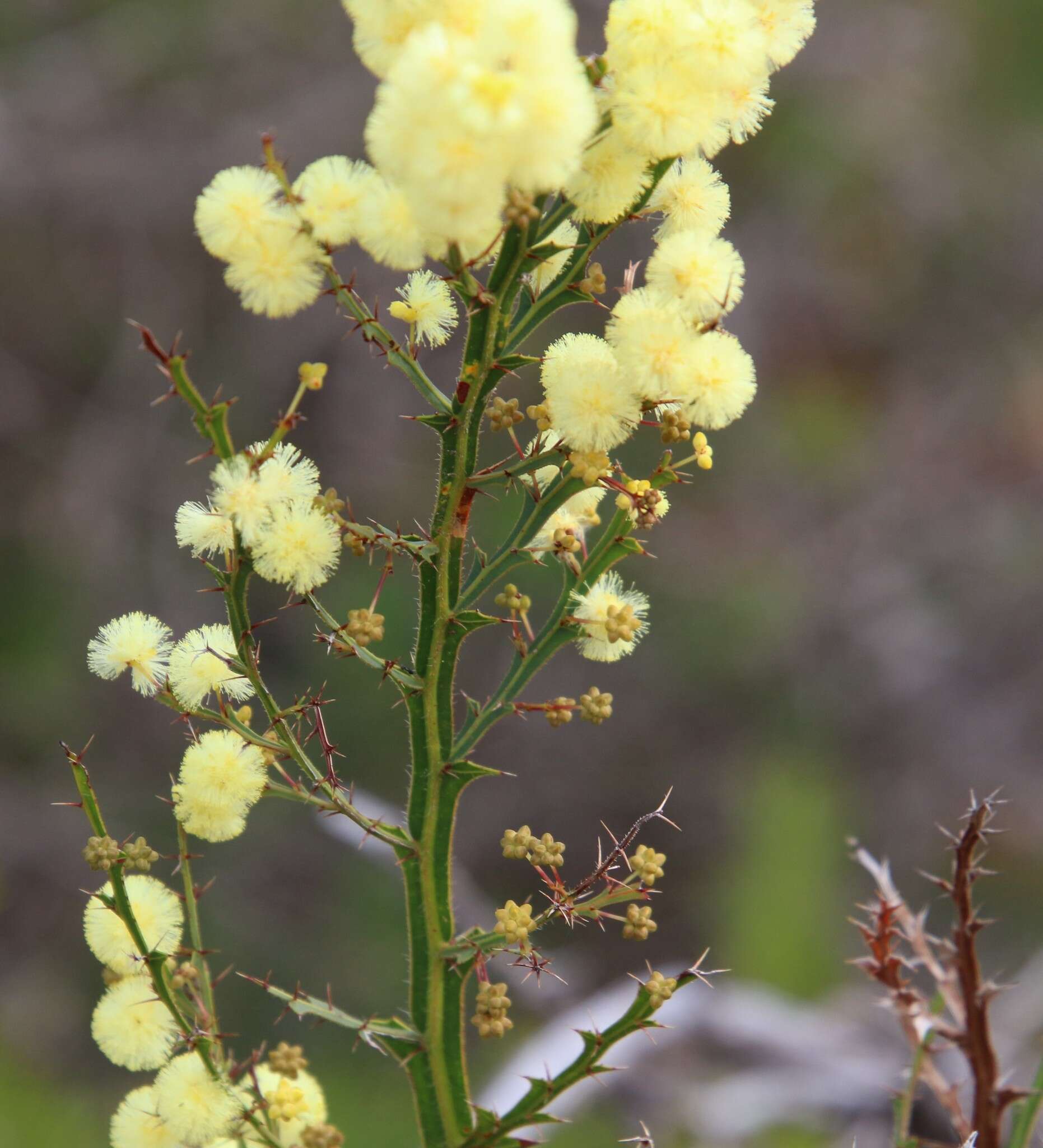 Acacia alata R. Br.的圖片