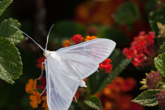 Image of Satin White Moth