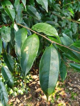 Plancia ëd Prunus phaeosticta (Hance) Maxim.