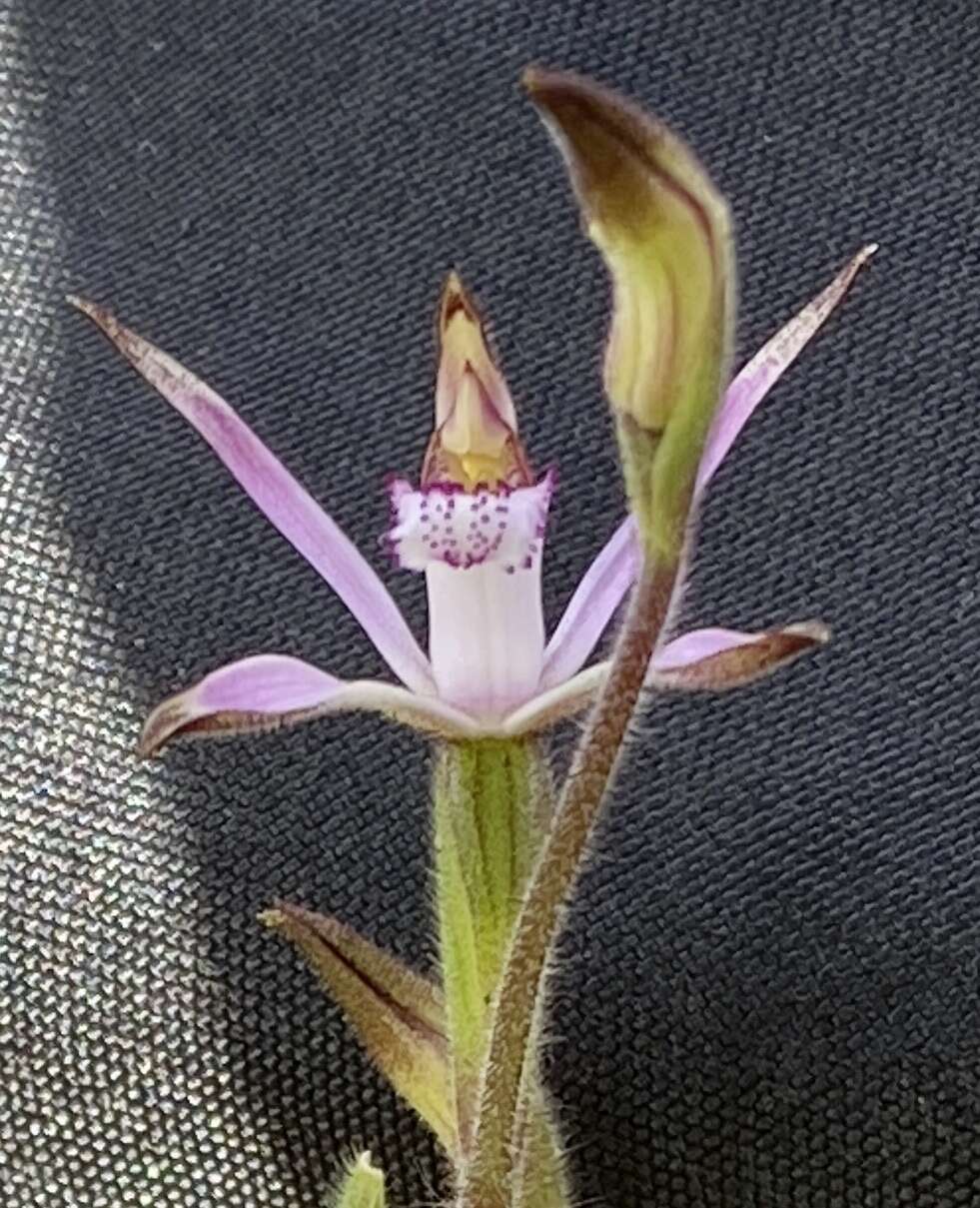 Image of Sugar candy orchid