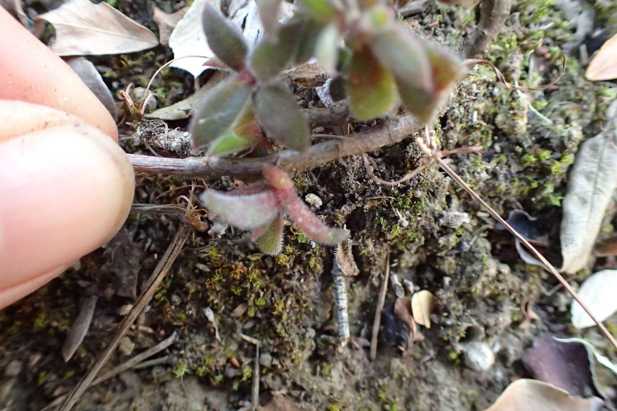 Imagem de Delosperma rogersii (Schoenl. & Berger) L. Bol.