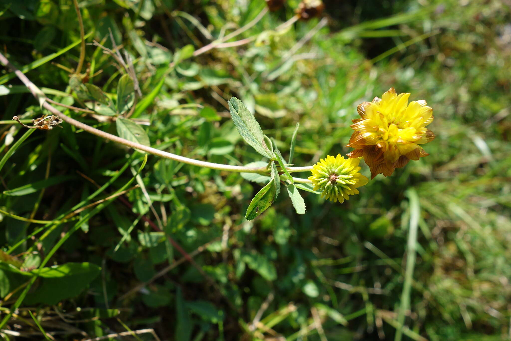 Sivun Trifolium badium Schreb. kuva