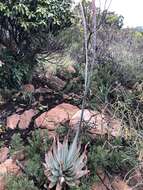 Image of Pretoria aloe