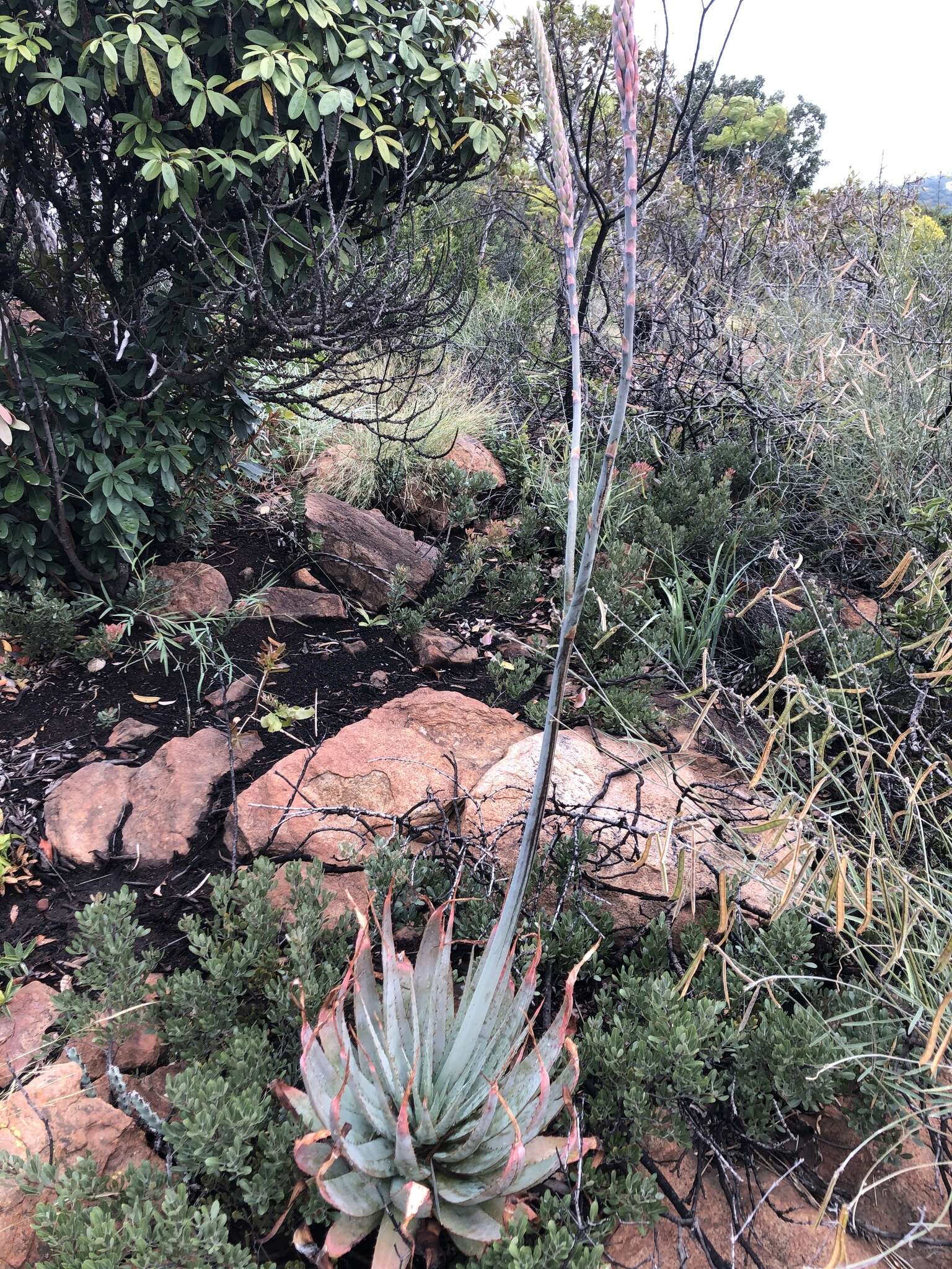 Image of Pretoria aloe