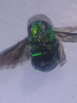 Image of <i>Chrysis smaragdula</i> Lepeletier & Serville 1825