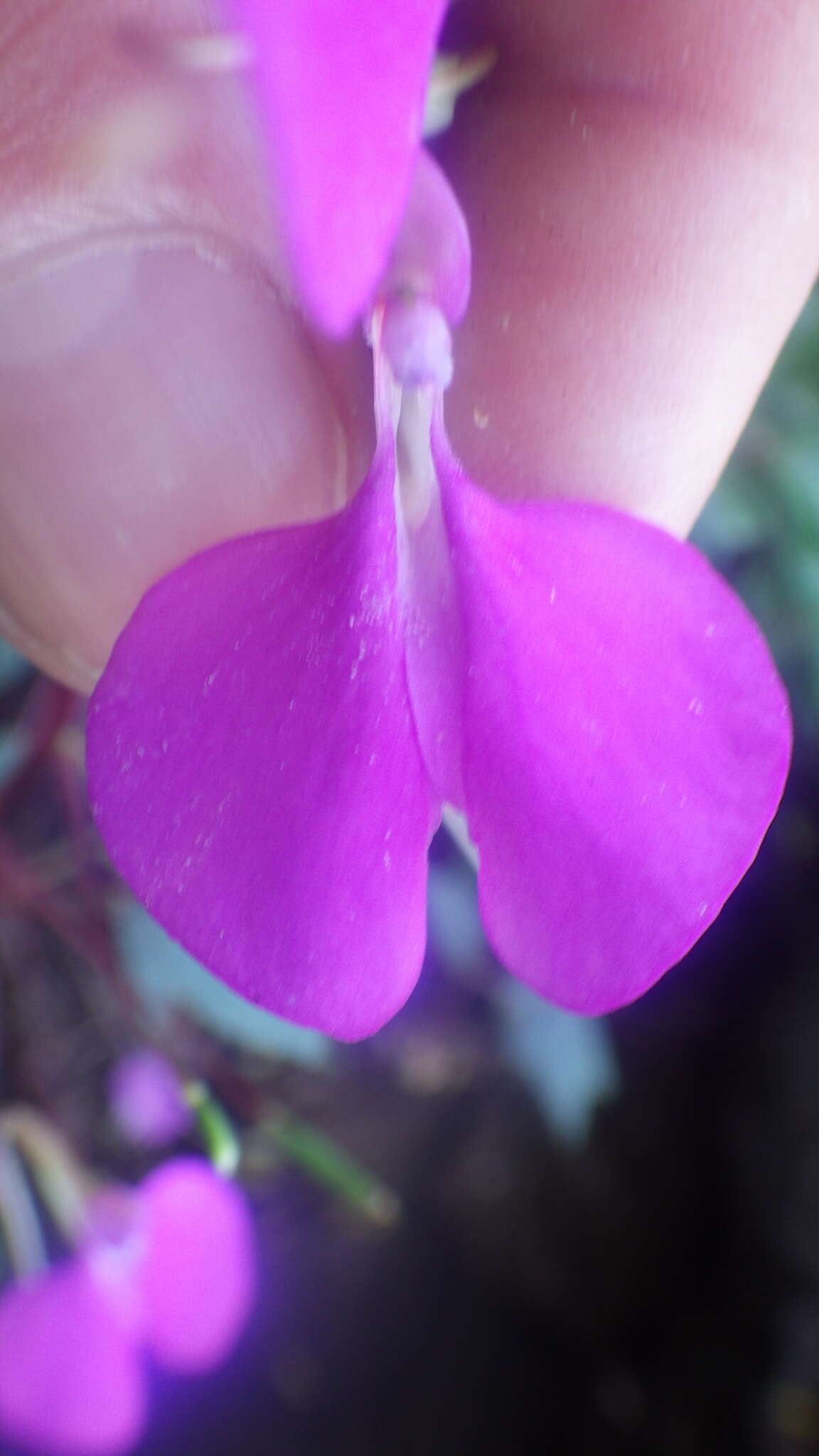 Impatiens bardotiae Eb. Fisch. & Raheliv. resmi