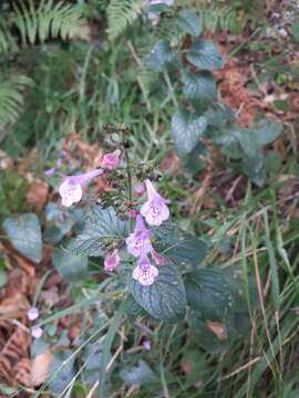 Clinopodium menthifolium subsp. menthifolium resmi