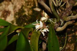 Imagem de Angraecum bracteosum Balf. fil. & S. Moore