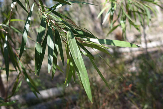 Image of Hakea eriantha R. Br.