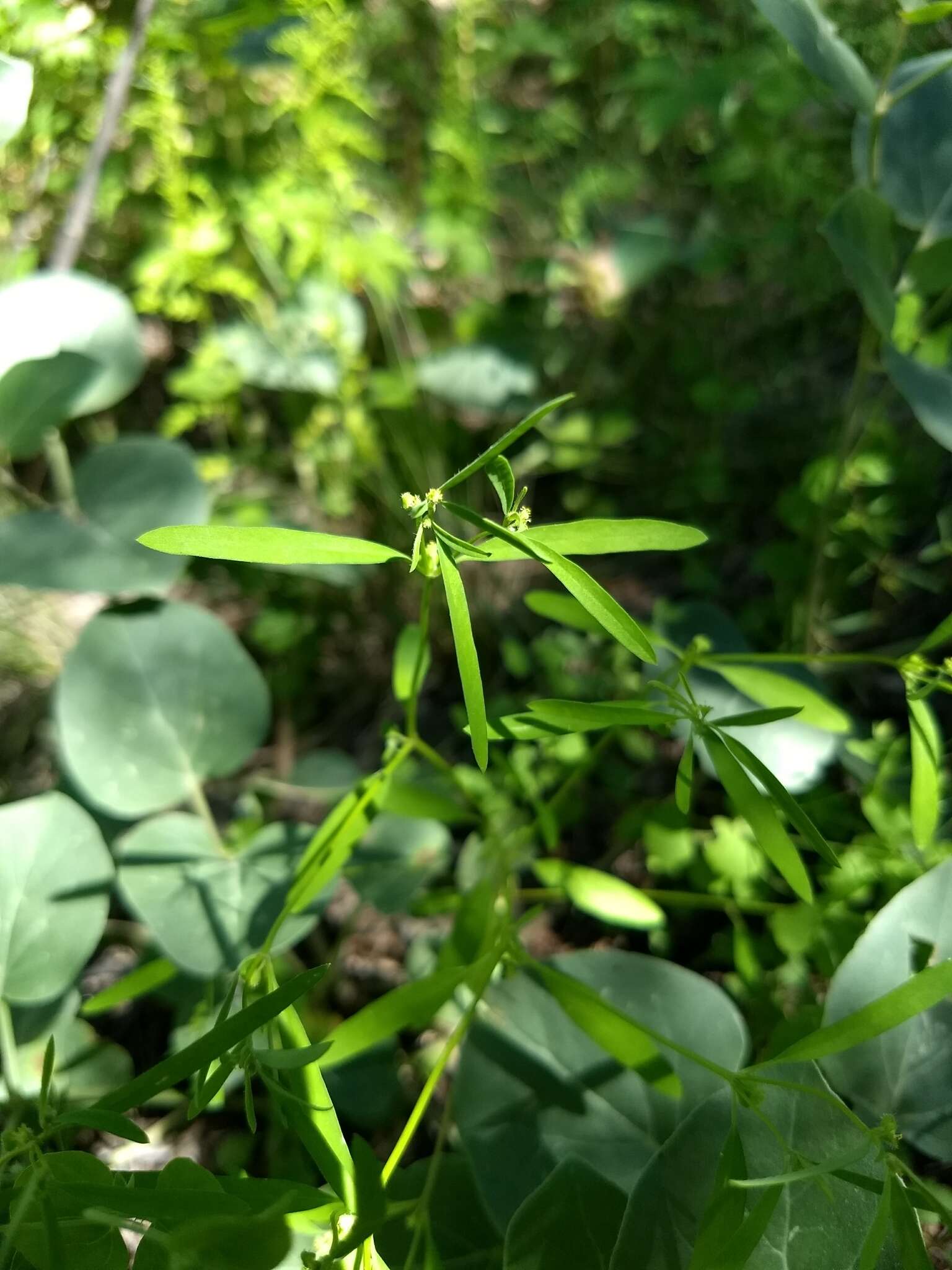 Image of blackseed spurge