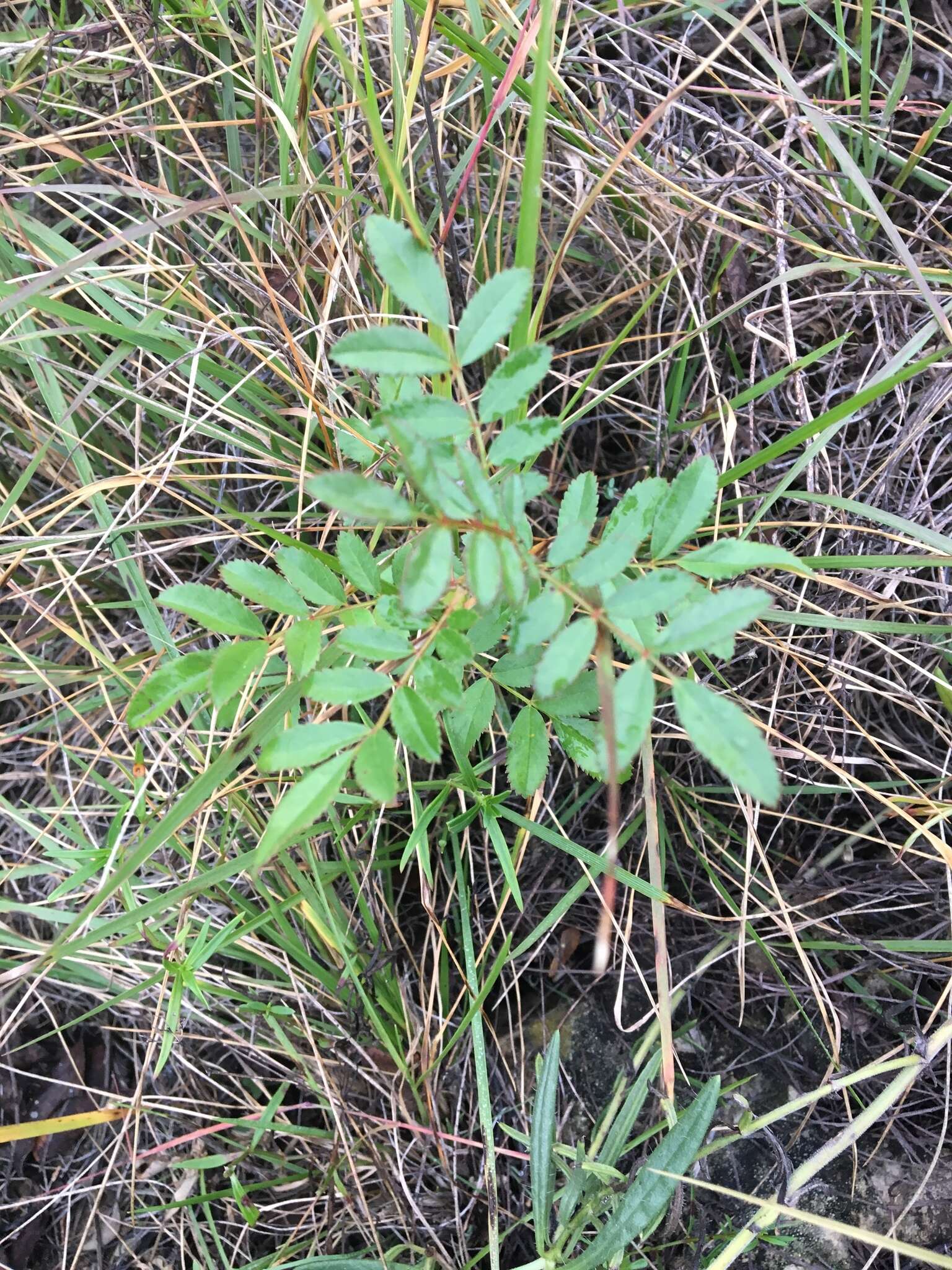 Image of white prairie rose