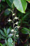 Habenaria multicaudata Sedgw. resmi