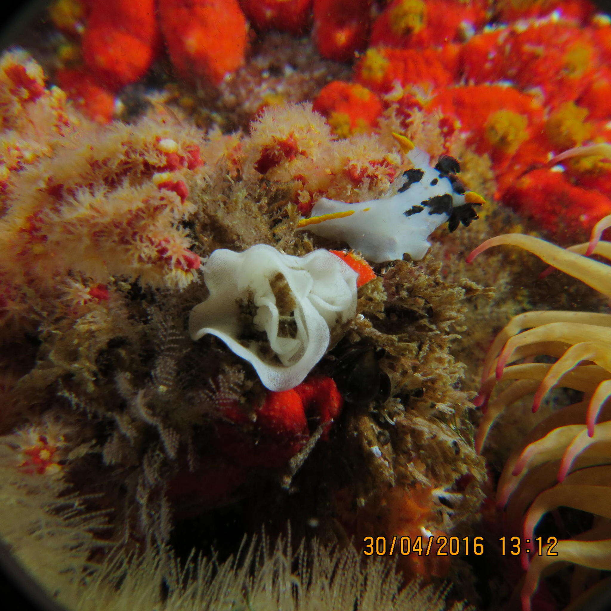 Image of Crowned nudibranch