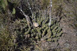 Image de Echinocereus enneacanthus subsp. brevispinus (W. O. Moore) N. P. Taylor