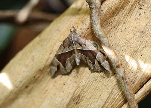 صورة Chaetolopha oxyntis Meyrick 1891