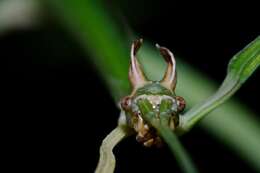 صورة Phanoclocrania dorsuaria (Stål 1875)