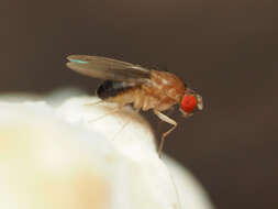 Hirtodrosophila duncani (Sturtevant 1918) resmi