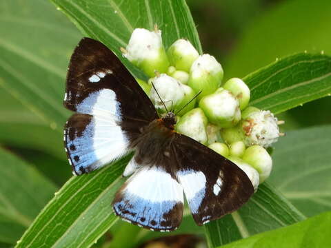 Image of Irenia Metalmark