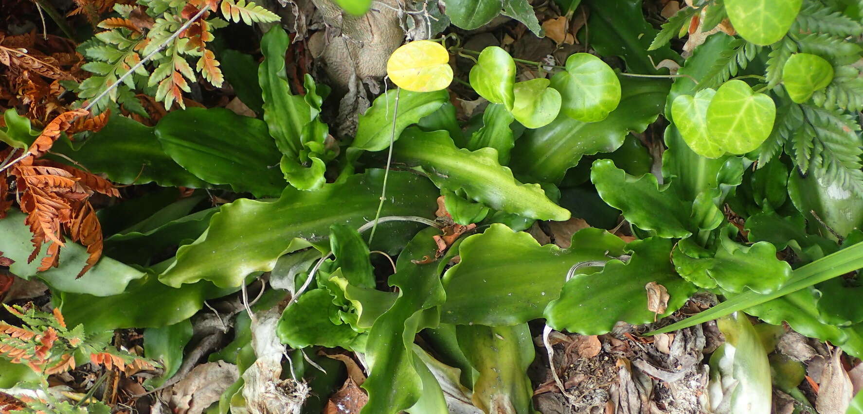 Sivun Veltheimia bracteata Harv. ex Baker kuva