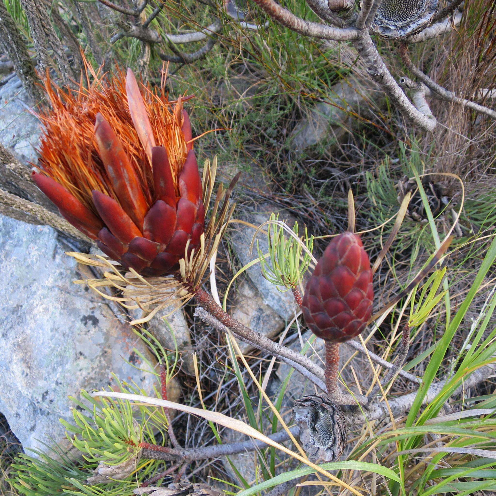 Image of Protea aristata Phillips