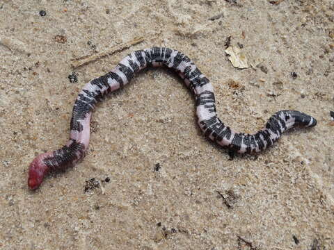 Image of Speckled Worm Lizard