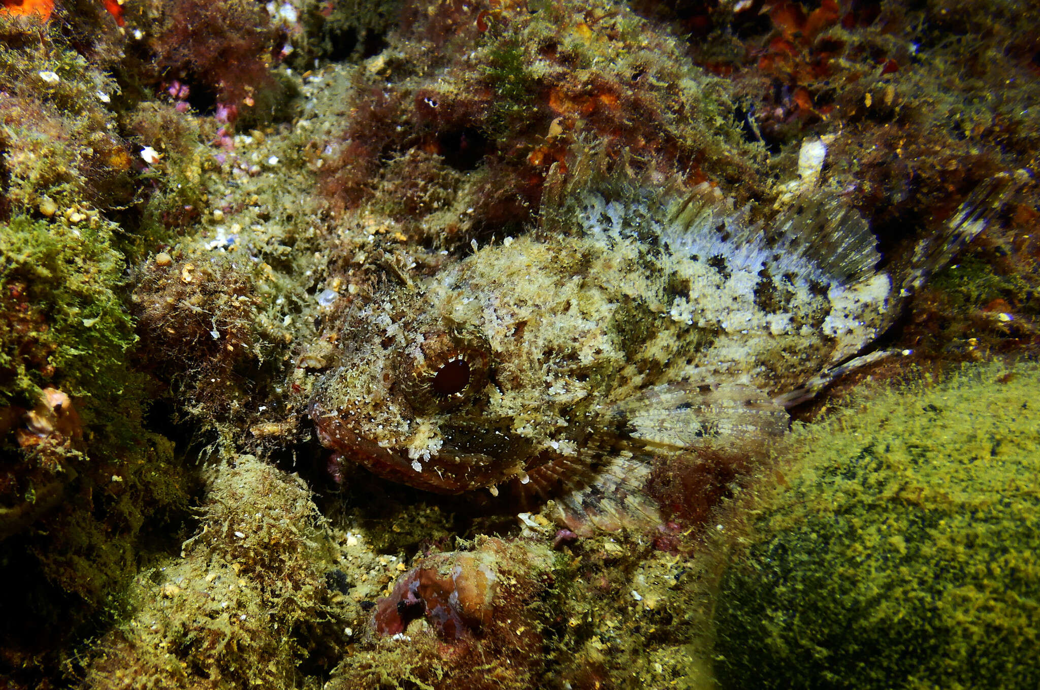 Image of Black Scorpion-fish