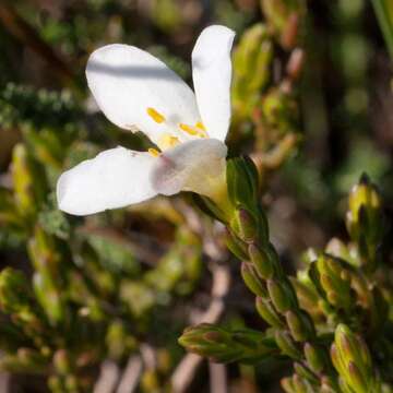 Image of Greater mountain carnation