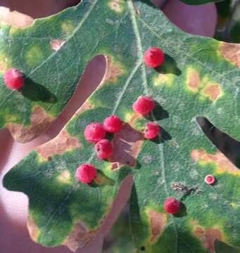 Image of Red Cone Gall Wasp