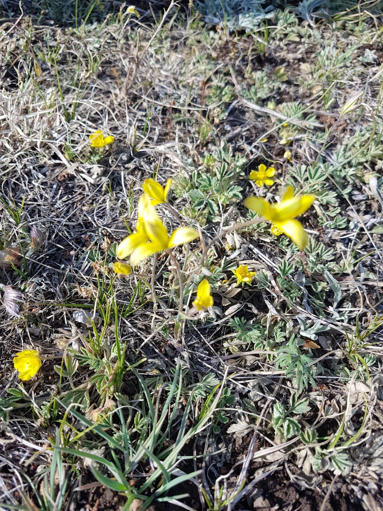 少花顶冰花的圖片