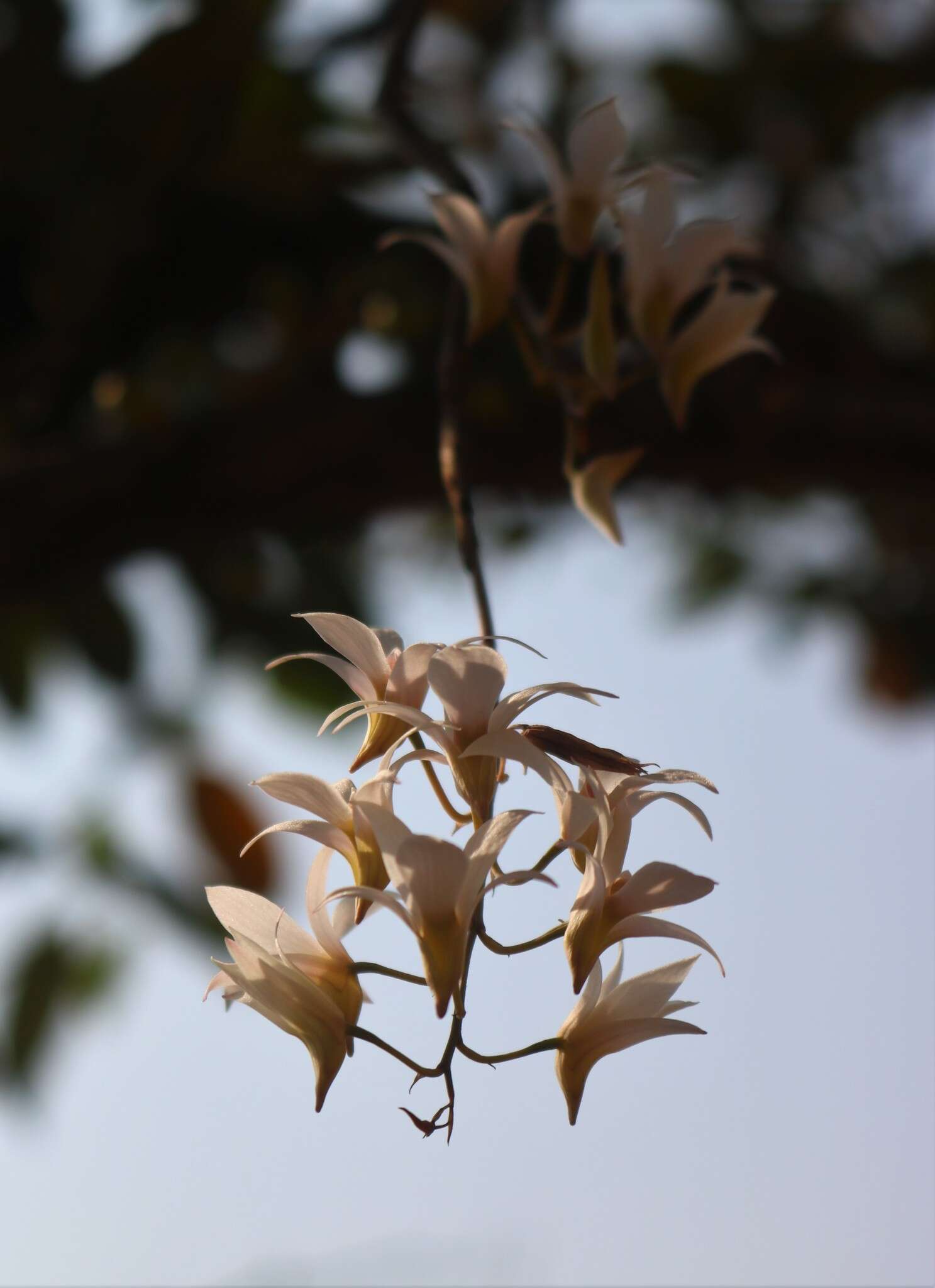 Image of Dendrobium barbatulum Lindl.