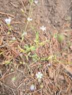 Слика од Gypsophila elegans M. Bieb.