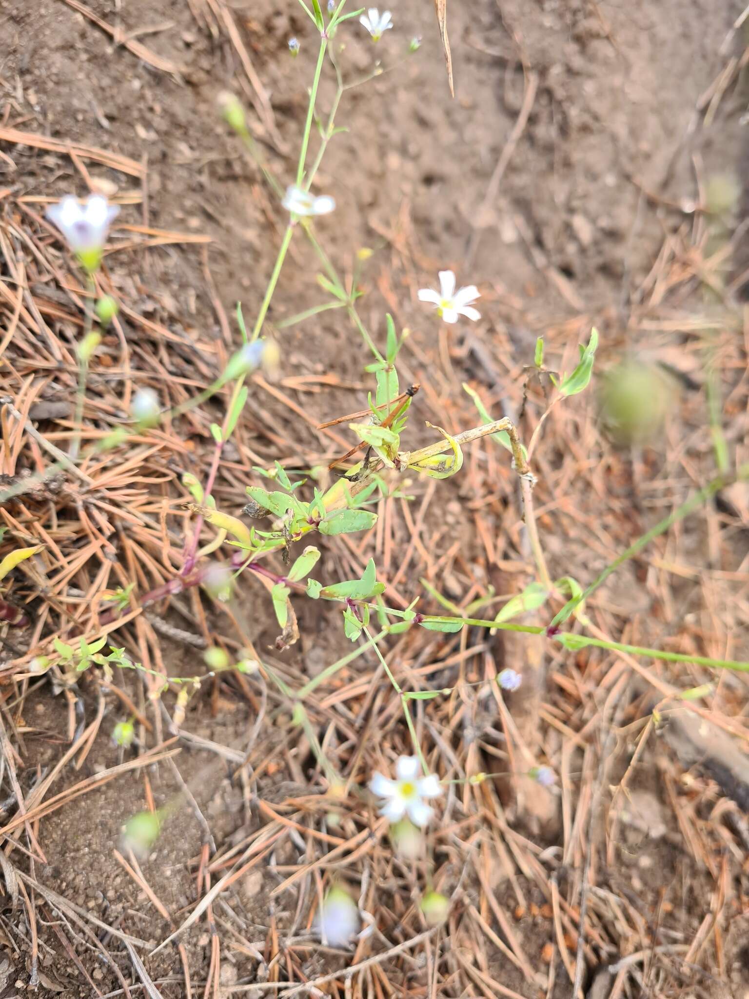 Слика од Gypsophila elegans M. Bieb.