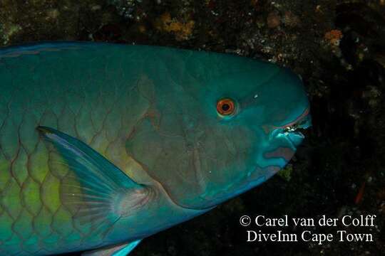 Image of Bicolor Parrotfish