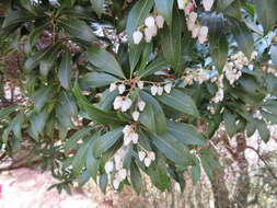 Image of Pieris japonica (Thunb.) D. Don ex G. Don
