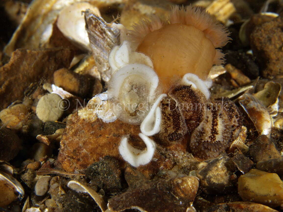 Imagem de Onchidoris bilamellata (Linnaeus 1767)